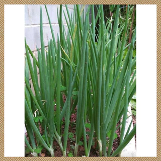 เมล็ดต้นหอมแบ่ง 500 เมล็ด งอกง่าย ปลูกง่าย โตไว คุณภาพดี(dahon ng sibuyas seeds)