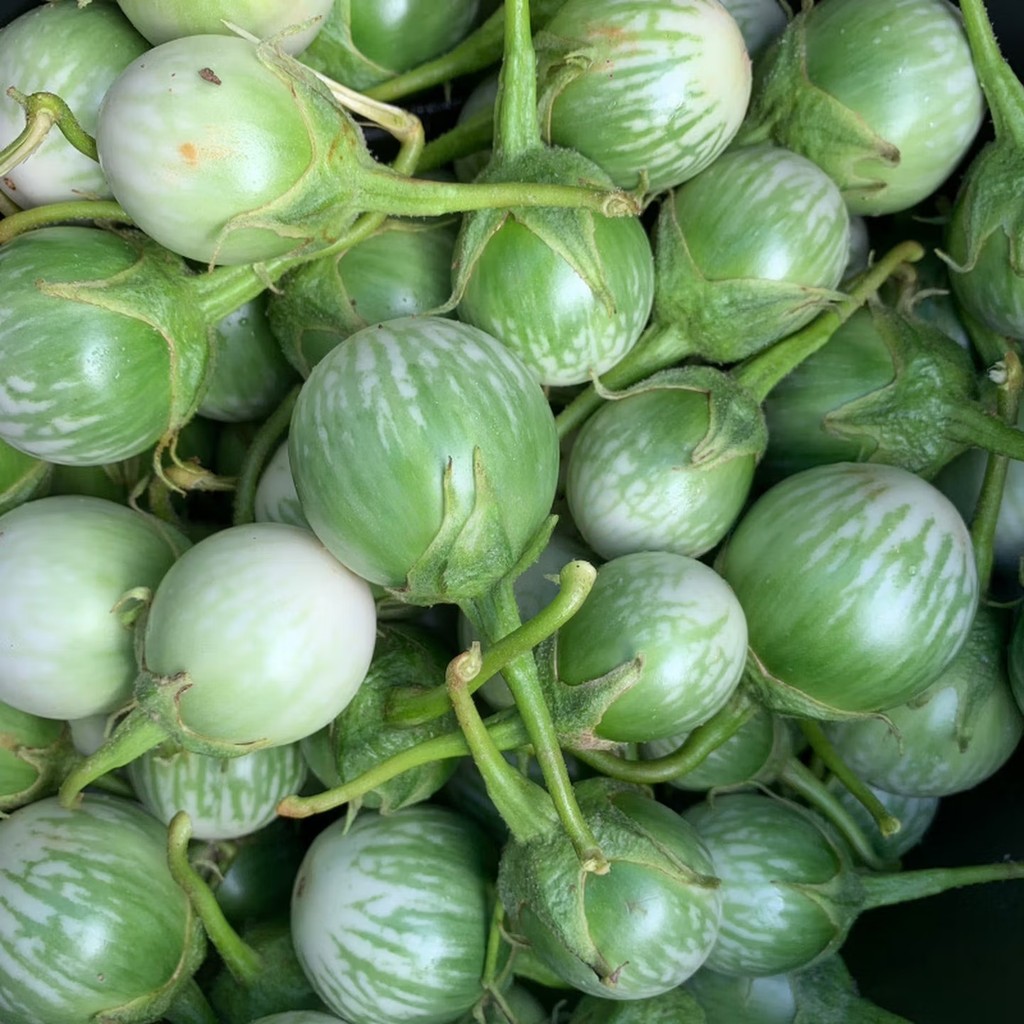 Thai Eggplant Seeds เมล็ดมะเขือตอแหล ตราภูเขาทอง Mini Round Eggplant เมล็ดพันธุ์มะเขือตอแหล เมล็ดมะเขือ เมล็ด