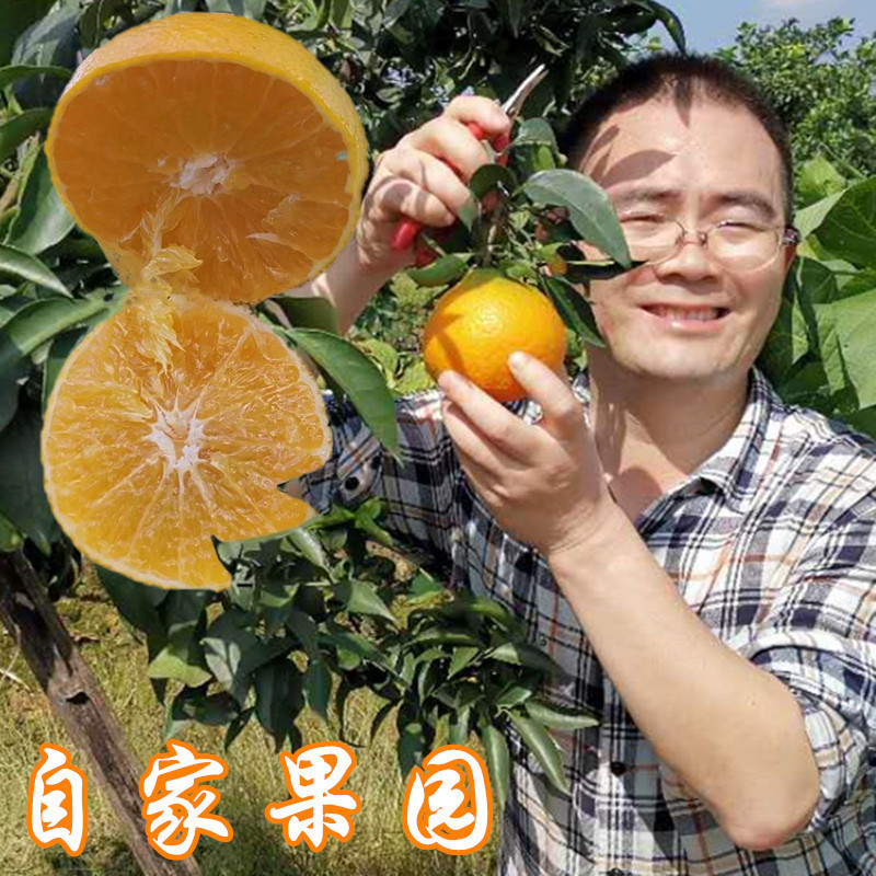 เหมยซาน เอฮิเมะ เบอร์ 38 Jelly Orange Ehime Orange Hand Peeled Orange Sweet Orange Freshly Picked Eh
