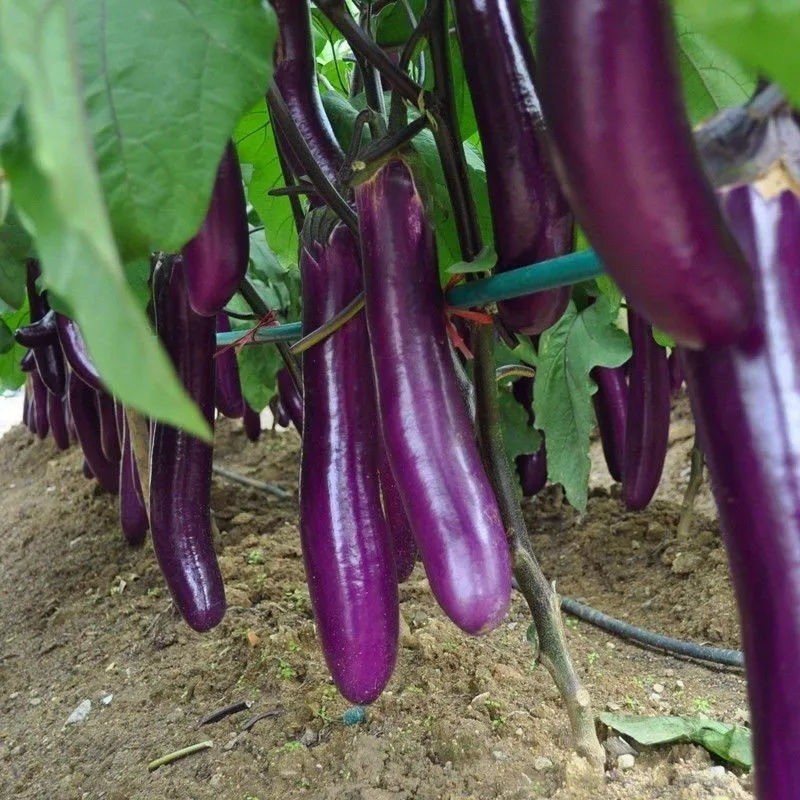 100เมล็ด ขั้วและผมสีม่วงดำ Eggplant Seeds เมล็ดมะเขือยาวสีม่วง เมล็ดมะเขือยาวสีดำ