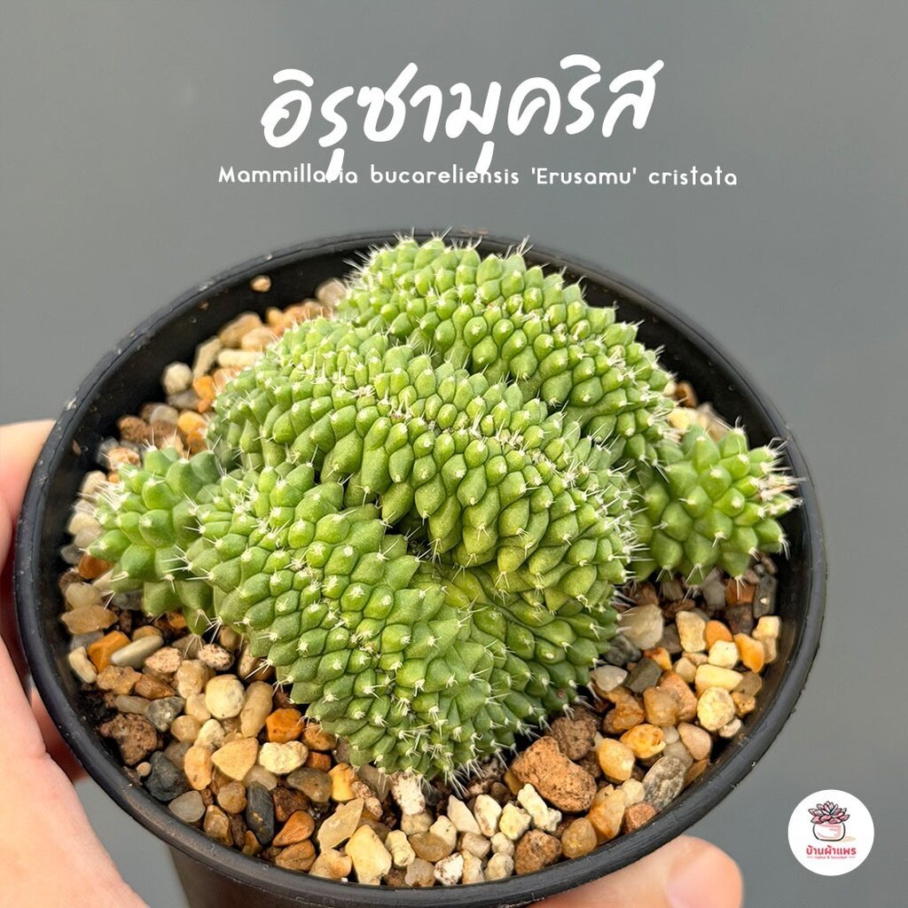 อิรุซามุคริส แมมปุยหิมะ Mammillaria bucareliensis 'Erusamu' cristata แคคตัส กระบองเพชร cactus&succulent