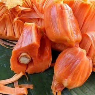 Bibit Nangka Merah Madu Asli Ukuran Jumbo