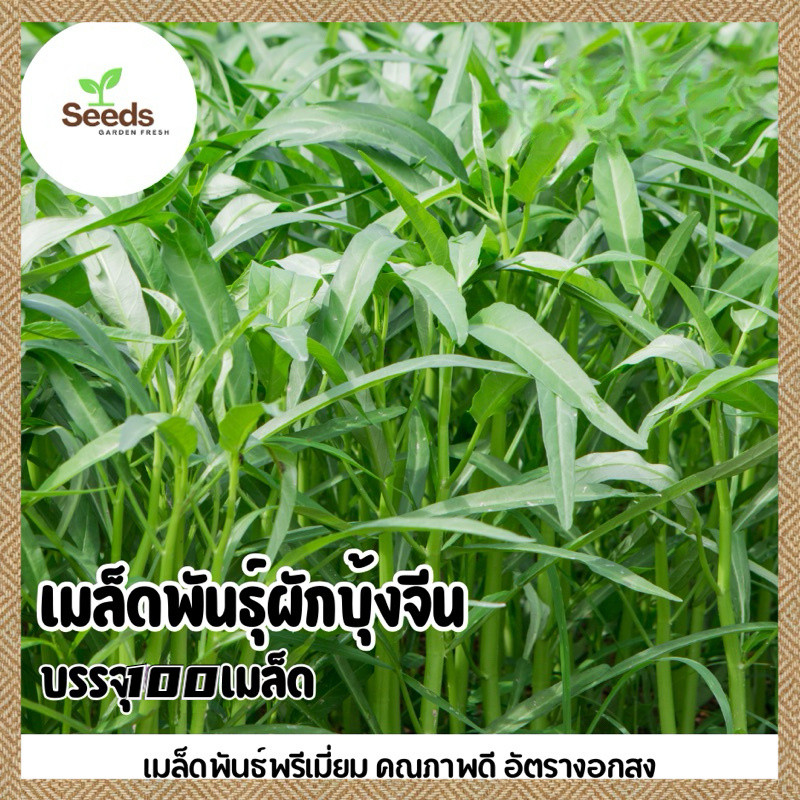 เมล็ดผักบุ้งจีน บรรจุ 100 เมล็ด งอกง่าย ปลูกง่าย โตไว คุณภาพดี(Kangkong Seeds)