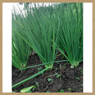 เมล็ดต้นหอมแบ่ง 500 เมล็ด งอกง่าย ปลูกง่าย โตไว คุณภาพดี(dahon ng sibuyas seeds)