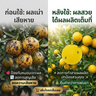 🦟ดักแมลงวันทองผลไม้ ลูกกลมสีเหลือง 77mm กาวติดแน่น ไร้สารเคมี ใช้แทนพ่นยา แขวนง่าย ทนทุกสภาพอากาศ ได้ผลจริง