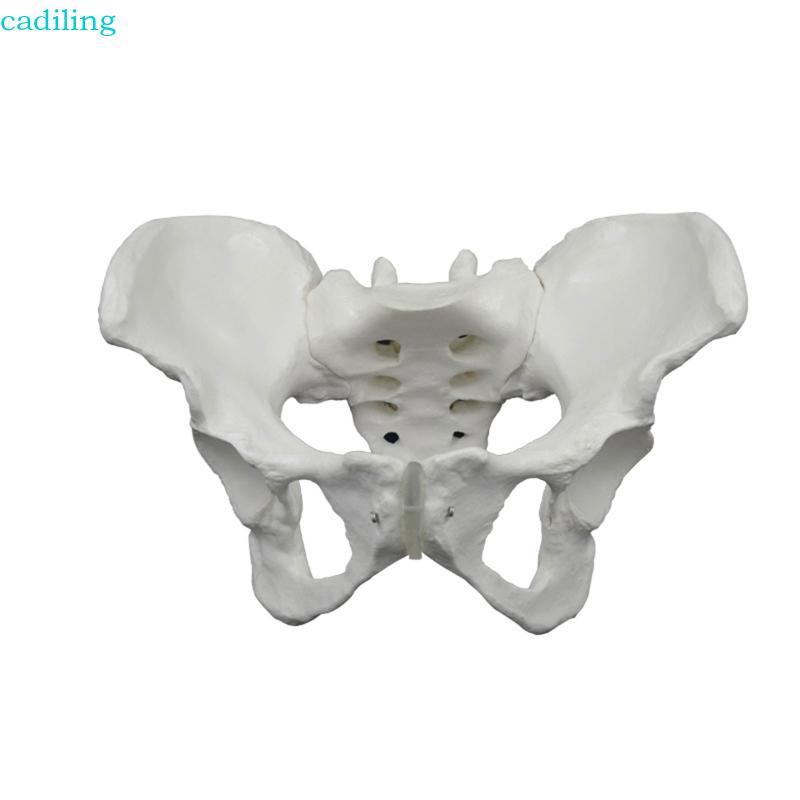 Cadiling Anatomical หญิง Pelvis รุ่นชีวิตขนาดหญิง Pelvis กระดูกสําหรับโรคจิตและสรีรวิทยา Study Clini
