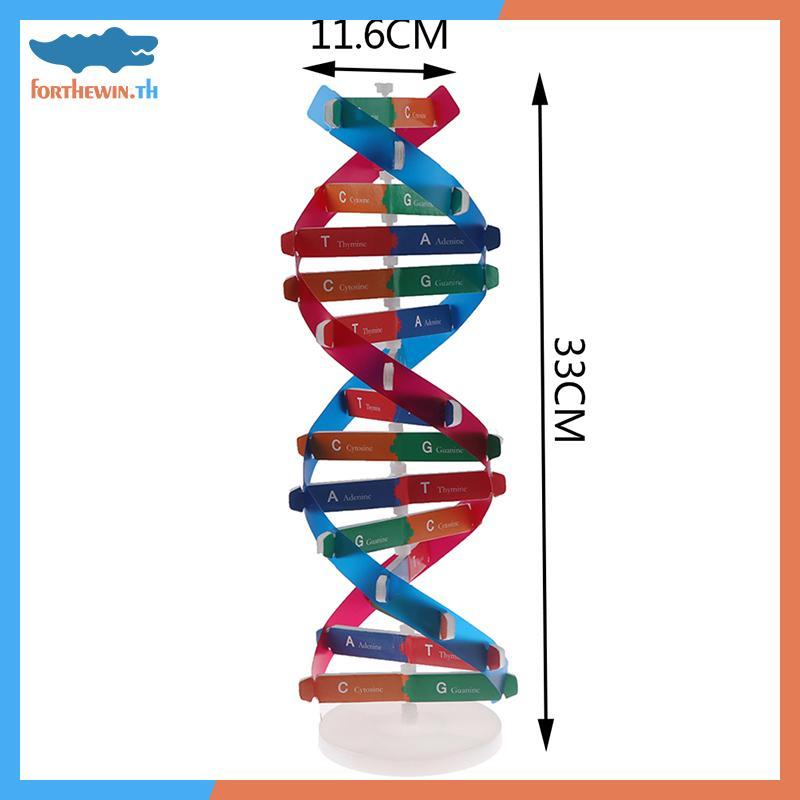 Forthewin Human Genes DNA รุ่น Double Helix ของเล่นวิทยาศาสตร์การสอนการเรียนรู้การศึกษาของเล่น th