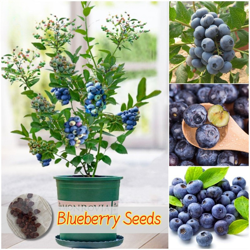 เมล็ดพันธุ์ บลูเบอร์รี่ ต้นบลูเบอร์รี่ บรรจุ 20 เมล็ด Blueberry Seeds Fruit Seeds การเก็บเกี่ยว เมล็ดพันธุ์ให