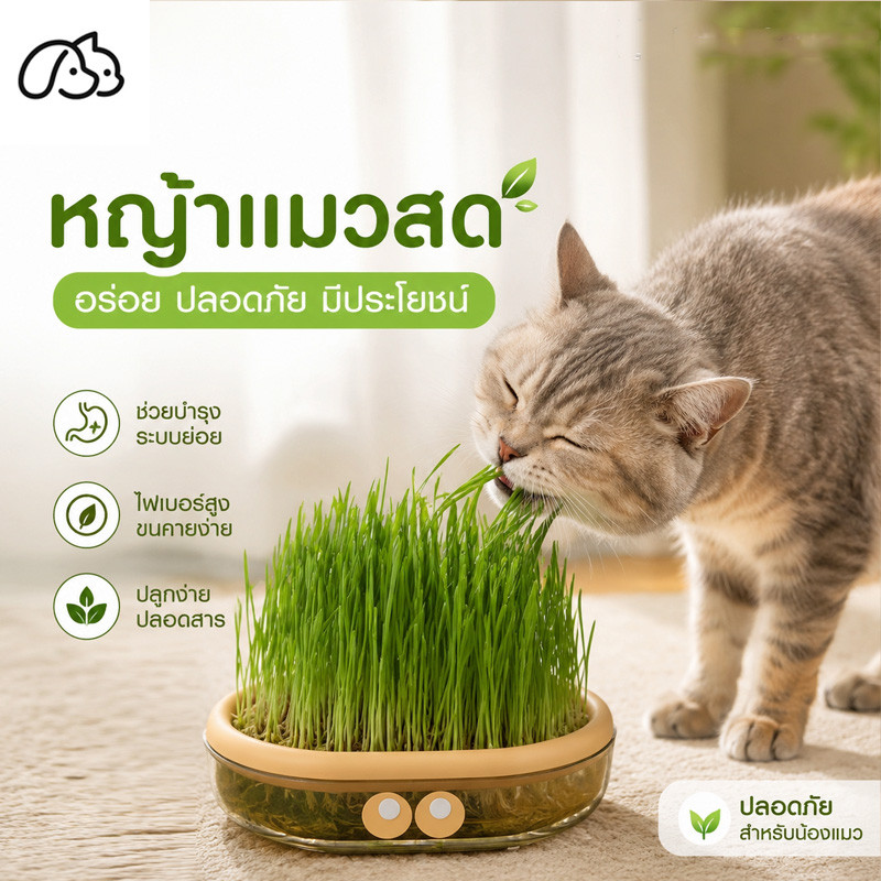หญ้าแมว ไฮโดรโปนิกส์ ไม่ต้องใช้ดิน สำหรับสัตว์เลี้ยง โตไว เสริมภูมิคุ้มกัน ง่ายต่อการใช้ ปลูกง่าย