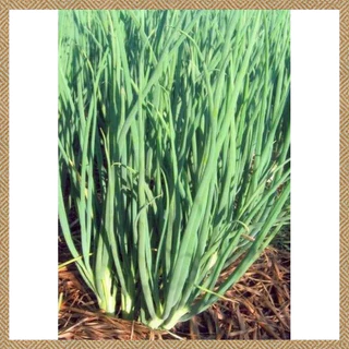 เมล็ดต้นหอมแบ่ง 500 เมล็ด งอกง่าย ปลูกง่าย โตไว คุณภาพดี(dahon ng sibuyas seeds)