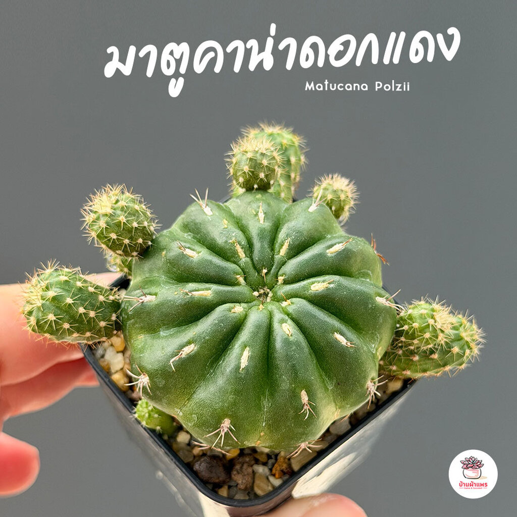 มาตูคาน่า Matucana แคคตัส กระบองเพชร cactus&succulent
