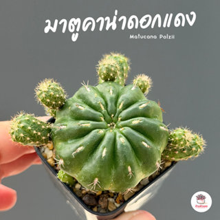 มาตูคาน่าดอกแดง Matucana Polzii แคคตัส กระบองเพชร cactus&suc…