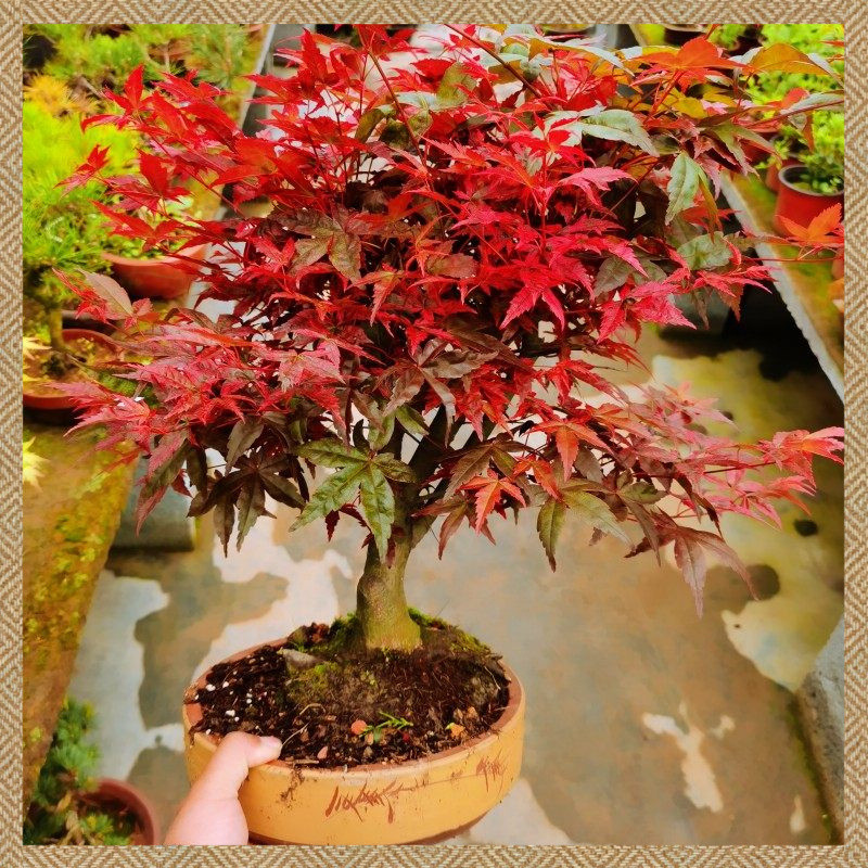 เมล็ดเมเปิ้ลญี่ปุ่น ชุดพร้อมปลูก และคู่มือการดูแล 50 เมล็ด Japanese Red Maple Tree Seeds งอกง่าย ปลูกง่าย โตไว คุณภาพดี