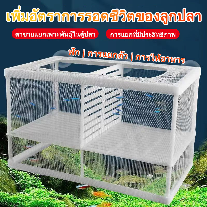 กล่องเพาะพันธุ์ปลาหางนกยูง วัสดุโปร่งใสทนทาน ช่วยเพิ่มอัตราการรอดชีวิตลูกปลา ใช้งานง่าย หลายขนาดให้เลือก