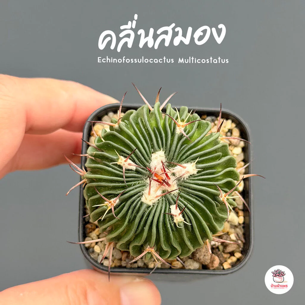 คลื่นสมอง Echinofossulocactus Multicostatus แคคตัส กระบองเพชร cactus&succulent