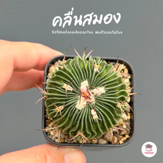 คลื่นสมอง Echinofossulocactus Multicostatus แคคตัส กระบองเพชร cactus&succulent