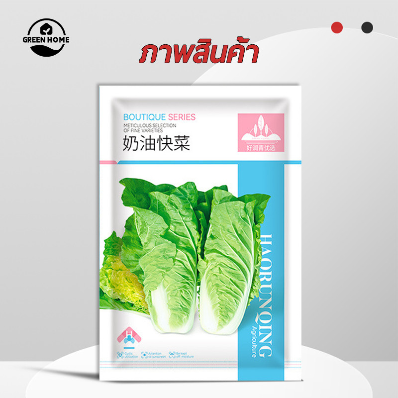 เมล็ดพันธุ์ผักกาดขาวน้อย 1000เมล็ด🎯งอกง่าย👍โตไว📌พุ่มใหญ่👍รสชาติอร่อย - รูปที่ 4