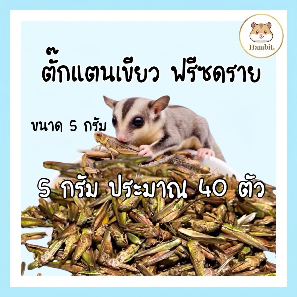 Hambit. ตั๊กแตนเขียวฟรีซดราย 5g (ประมาณ 40 ตัว) โปรตีนสูง ขนมชูก้าไรเดอร์ แฮมสเตอร์