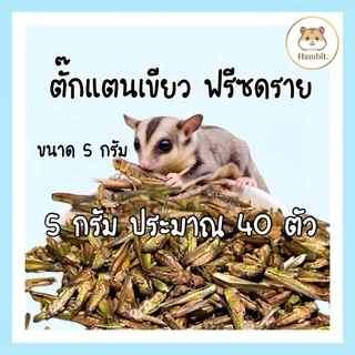 Hambit. ตั๊กแตนเขียวฟรีซดราย 5g (ประมาณ 40 ตัว) โปรตีนสูง ขนมชูก้าไรเดอร์ แฮมสเตอร์