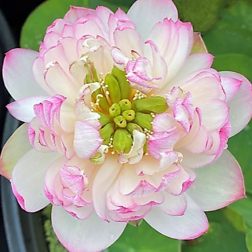 5 เมล็ด บัว สายพันธุ์ MALLORY MY LOVE LOTUS สีขาว
