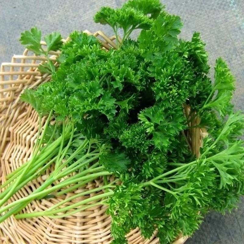 เมล็ดพันธุ์ พาร์สเลย์  เมล็ด Moss Curled Parsley Seed(100seeds) เมล็ดพันธุ์แท้ นำเข้าจากต่างประเทศ ปลูกผัก สว