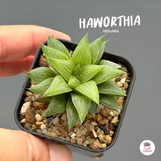 รวมอโลและฮาโวเทีย Mix Aloe & Haworthia หลายสายพันธุ์ ส่งทั้งกระถาง cactus&succulent