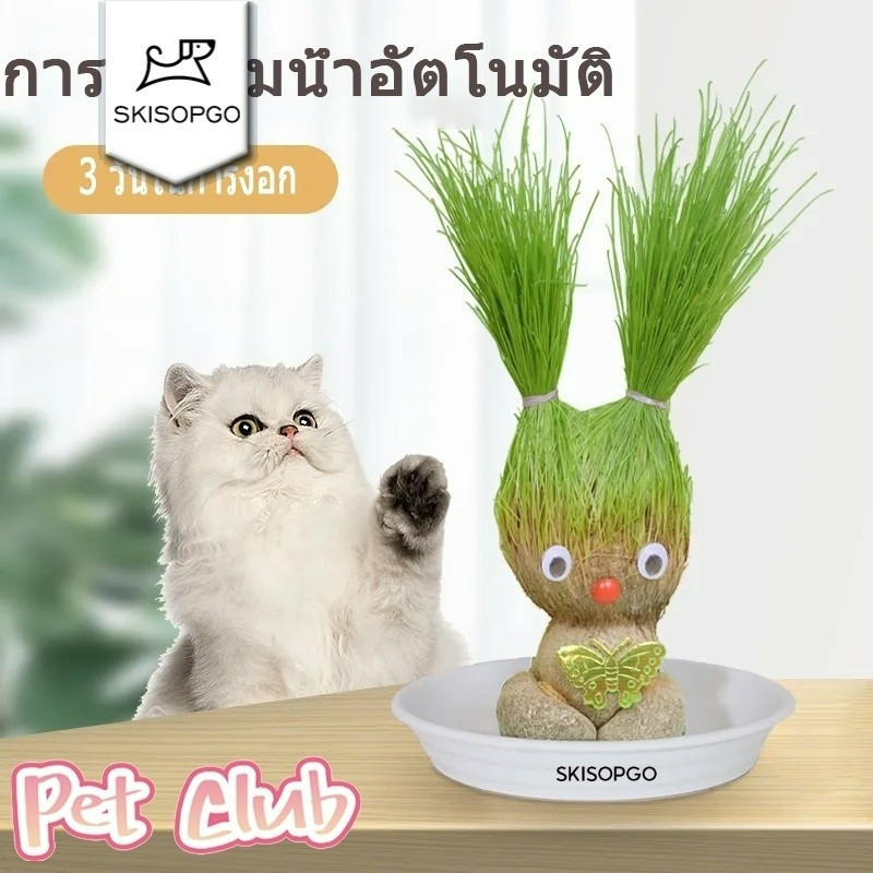 SKISOPGO ตุ๊กตาหัวหญ้า ขนมแมว หญ้าแมว ออร์แกนิค ต้นอ่อนข้าวสาลีพร้อมปลูก หญ้าสัตว์เลี้ยง หมา เต่า แฮมเตอร์ ของขวัญ