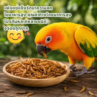 หนอนอบแห้ง แฮมเตอร์ หนอนอาหาร อาหารชูก้า โปรตีนสูงคุณภาพสูง ดูดซึมสารอาหารได้ดี อาหารหนูแฮมเตอร์