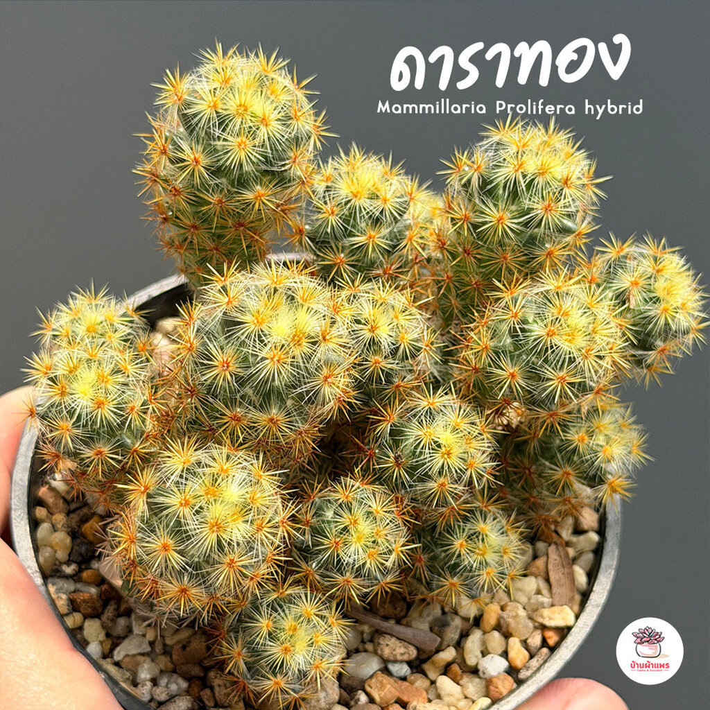 ดาราทอง Mammillaria Prolifera hybrid กระบองเพชร ไม้อวบน้ำ กุหลาบหิน cactus&succulentหลากหลายสายพันธุ์