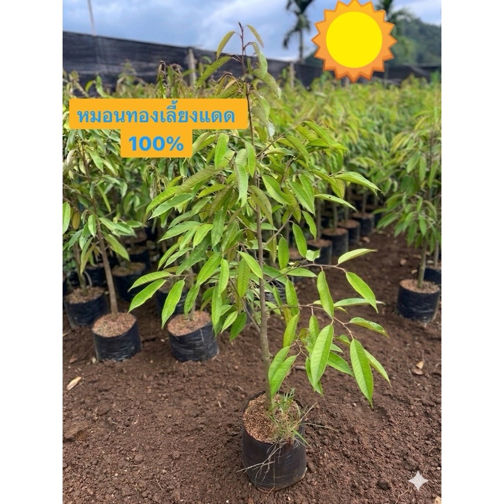 ต้นทุเรียนหมอนทองเลี้ยงแดด100% ถุงเบอร์ใหญ่ ความสูง 140-150 cm ปลูกได้เลยไม่ต้องทำสแลนบังแดด