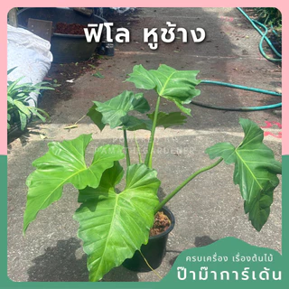 ฟิโลเดนดรอน หูช้าง Philodendron giganteum Schott ส่งพร้อมกระถาง 8-11 นิ้ว