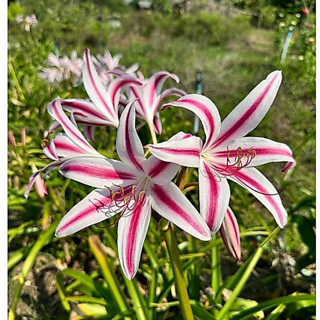 พลับพลึงสตาร์แอนสคริปต์ Crinum Star&Stripe