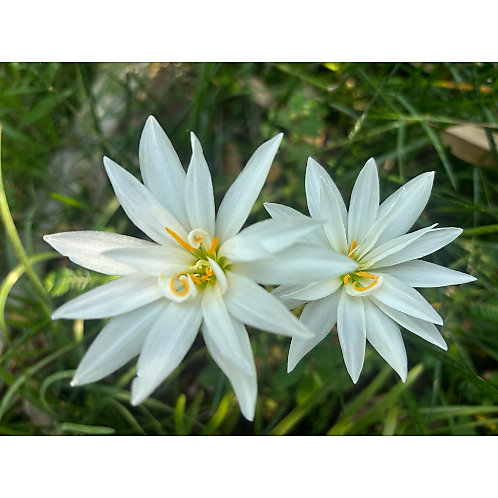 บัวดินประกายแก้ว / Zephyranthes/ Rain lilies หัวละ 100 บาท