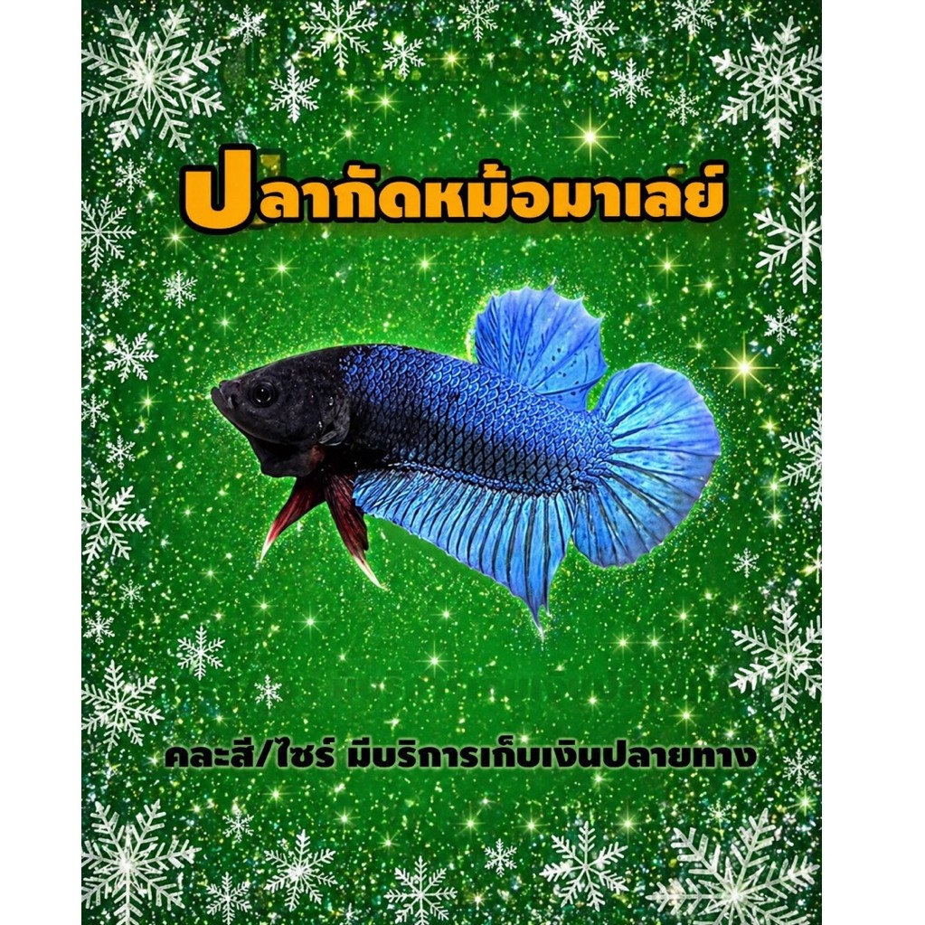 หม้อมาเลย์ ลูกสายสุวรรณ สีสด(คละสี)