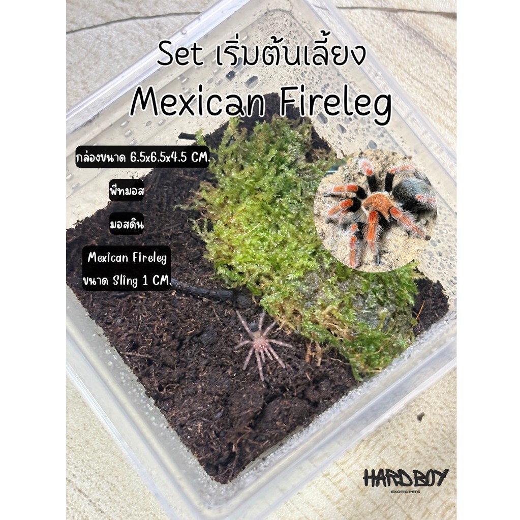 Set เลี้ยง Mexican Fireleg Tarantula (ไซส์ Sling 1–1.5 cm)