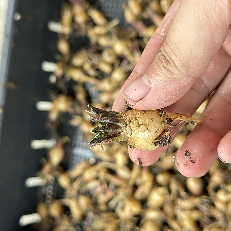 Ariocarpus kotschoubeyanus macdowellii อริโอคาปัส {ไม้เมล็ด} 3 cm.