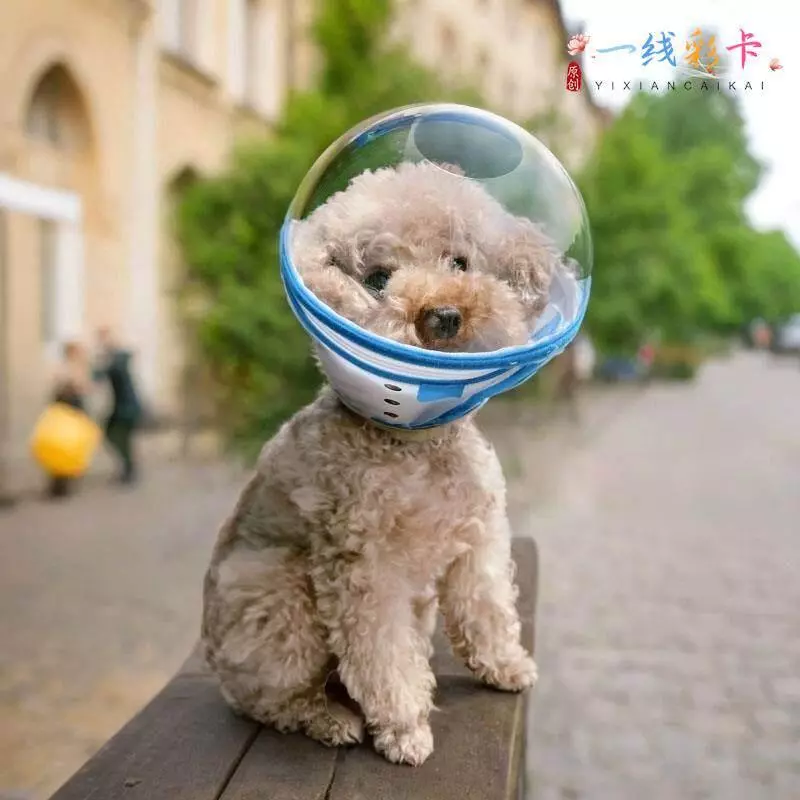 หมวกกันเลีย ปลอกคอกันเลีย สุนัข Space Headgear 20260523 thumbnail 5