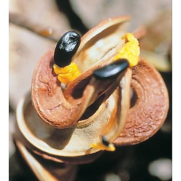 เมล็ด กระถินเทพา (Acacia mangium Willd.) (เกรด A คัดมือ) (เมล็ดปี 2569)