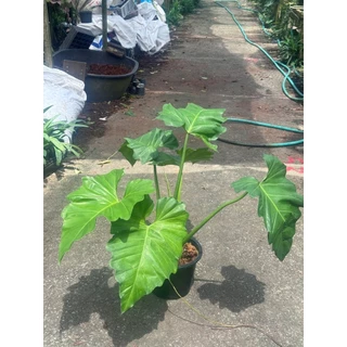 ฟิโลเดนดรอน หูช้าง Philodendron giganteum Schott ส่งพร้อมกระถาง 8-11 นิ้ว