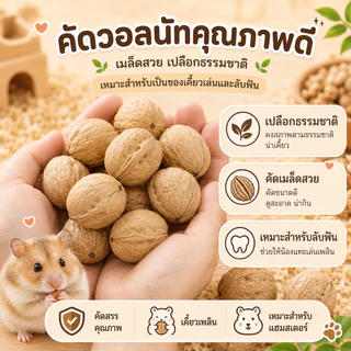 [Exonoya] วอลนัทธรรมชาติ 100% (Walnut) ของเล่นลับฟันชั้นดี ลูกบอลธรรมชาติ แฮมสเตอร์ กระรอก ชูการ์