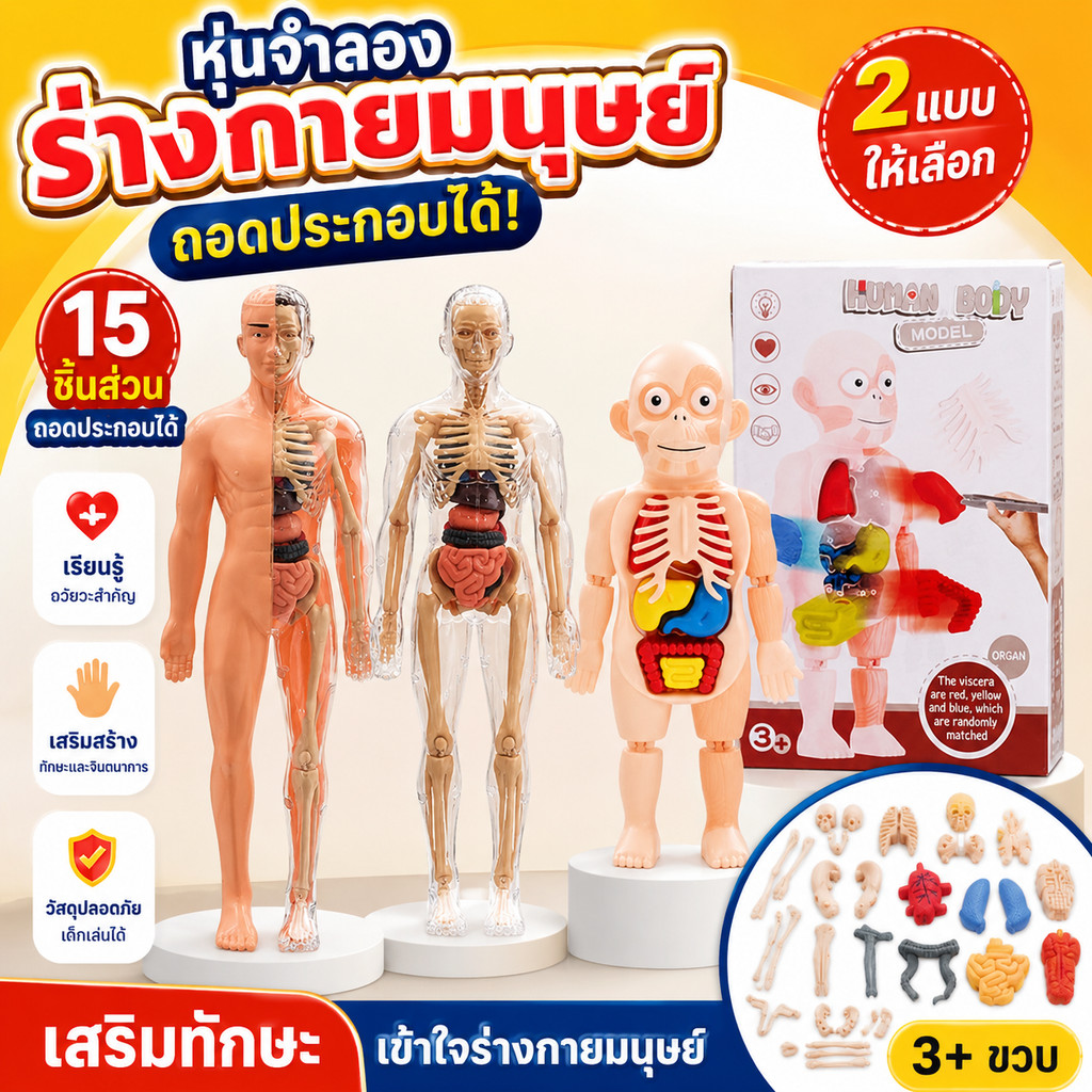 ตัวต่อโมเดลโครงกระดูกมนุษย์ โมเดลร่างกายมนุษย์ ของเล่นเพื่อการศึกษา Human Body Model