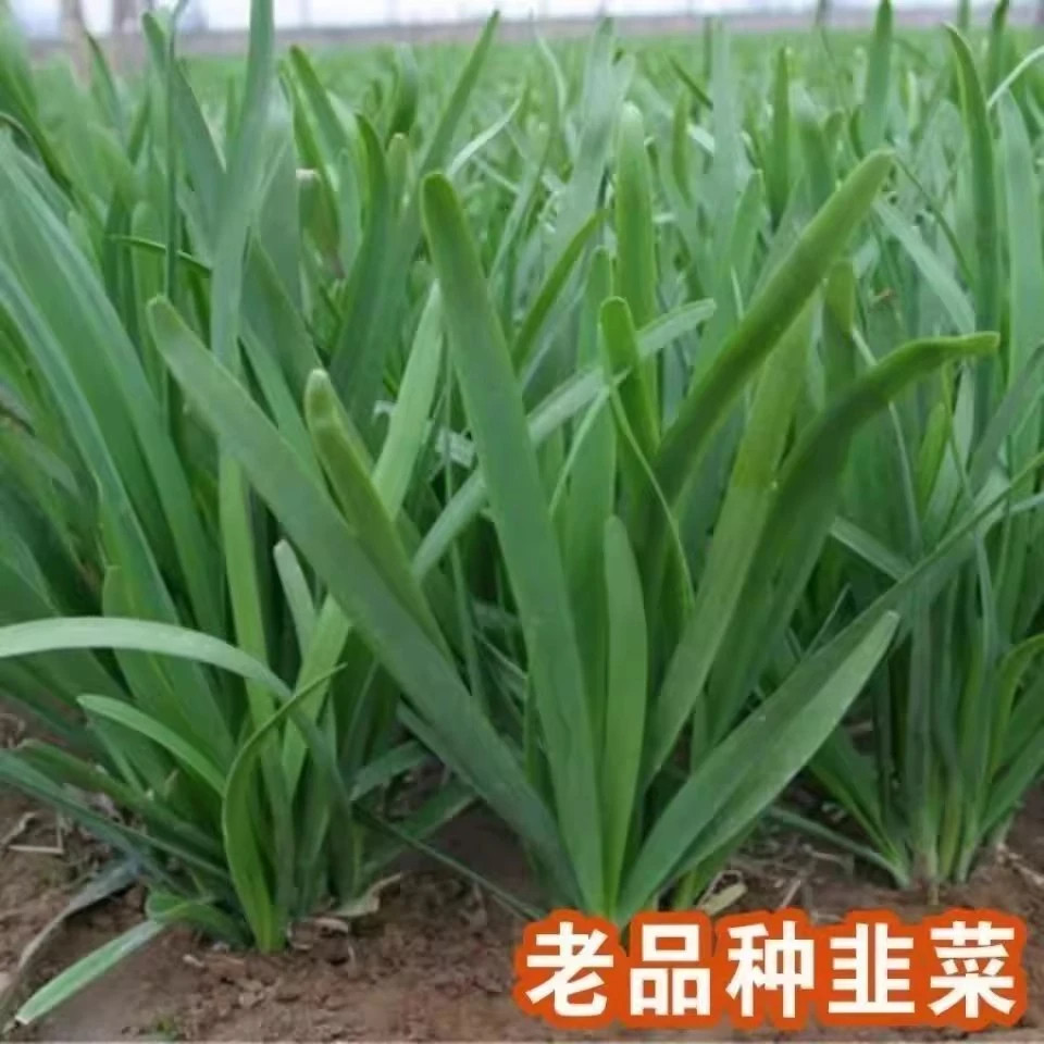现货宽叶韭菜种子雪韭菜籽根四季不休眠阳台盆栽种植耐热寒原装蔬菜种Wide-leaf leek seeds snow leek seeds roots four seasons20260611