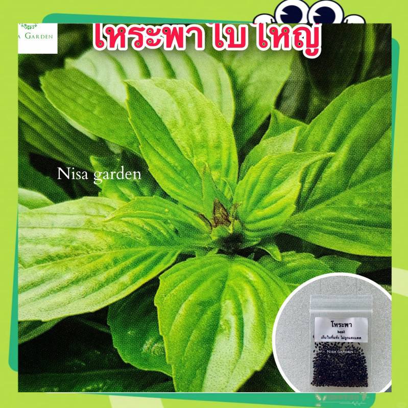 150 เมล็ด เมล็ด​พันธุ์​ โหระพา ใบใหญ่​ งอกง่าย โตเร็ว (genovese basil seeds )เมล็ดพันธุ์คุณภาพดี อัตรางอกสูง