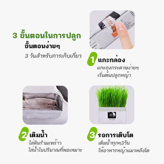 YTL 😻ซื้อ1 แถม1😻 หญ้าแมว พร้อมปลูก ต้นอ่อนข้าวสาลี ออร์แกนิค ปลอดสารเคมี เมล็ดพันธุ์หญ้าแมว ชุดปลูกหญ้าแมว แบบถุง