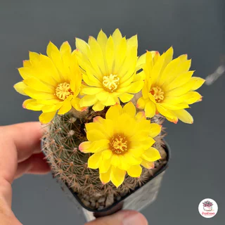 ตลับนาค Parodia Formosa แคคตัส กระบองเพชร cactus&succulent
