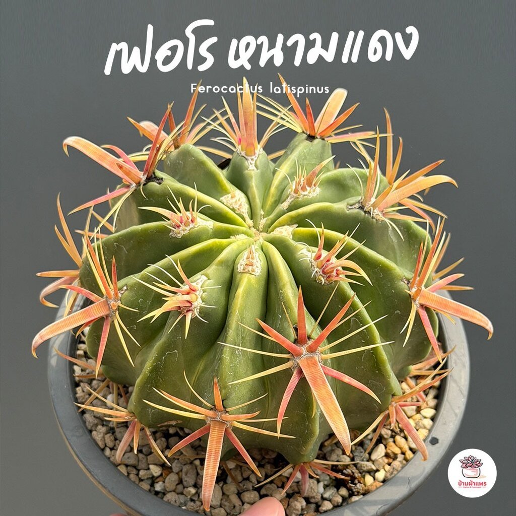 เฟอโร หนามแดง Ferocactus latispinus แคคตัส กระบองเพชร cactus&succulent