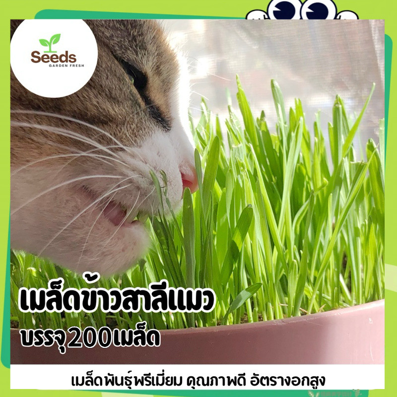 เมล็ดหญ้าแมวจากข้าวสาลี บรรจุ 200 เมล็ด(Cat Grass Seeds)อัตรางอกสูง พันธุ์แท้ โตไว เมล็ดพันธุ์คุณภาพดี