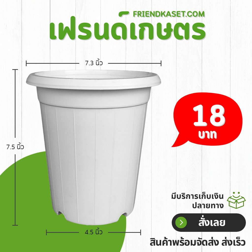 กระถาง แคคตัส ไม้กราฟ ทรงสูง 7 7.3 8 นิ้ว สีขาว ขั้นต่ำ 10 ใบ ชิ้น อัน