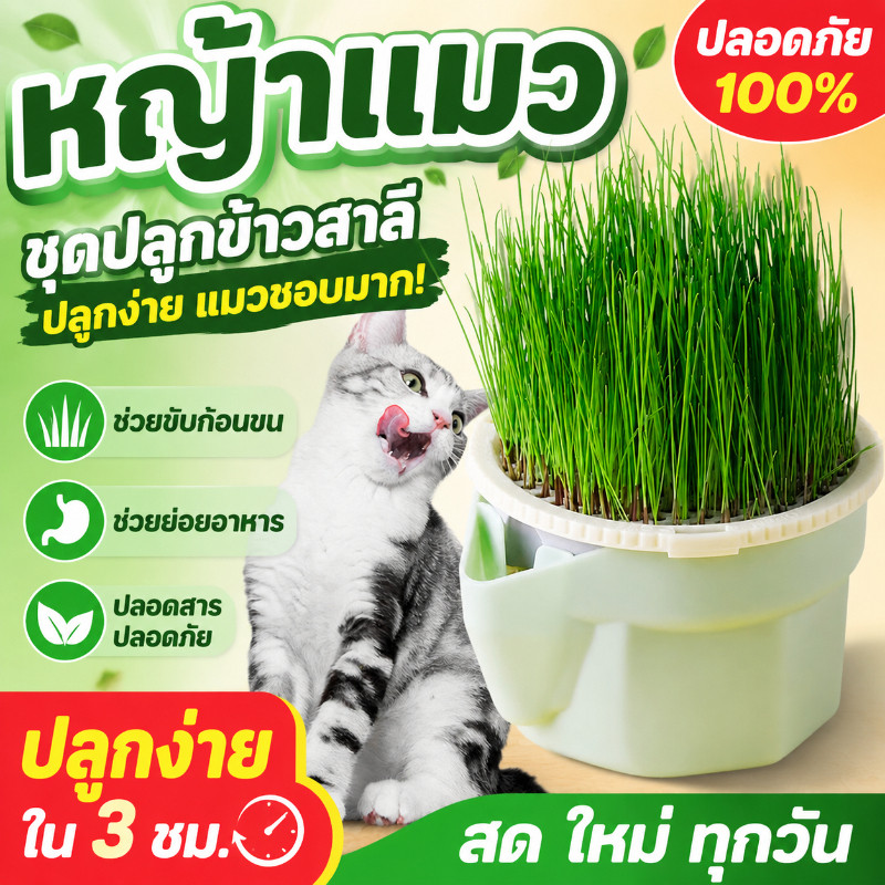 พร้อมส่ง หญ้าแมวออแกนิก เมล็ดข้าวสาลี เมล็ดข้าวไรย์ เมล็ดพืช 4 แพ็ค นํากลับมาใช้ใหม่ได้ ไม่ต้องใช้ดิน