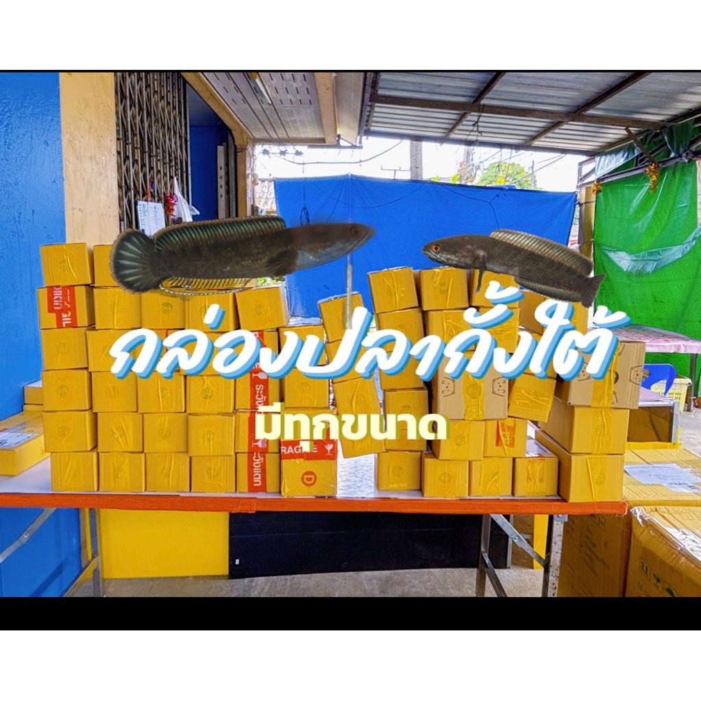 กล่องใส่กั้งใต้ กั้งใต้สวยๆตรงปก มีจำกัด